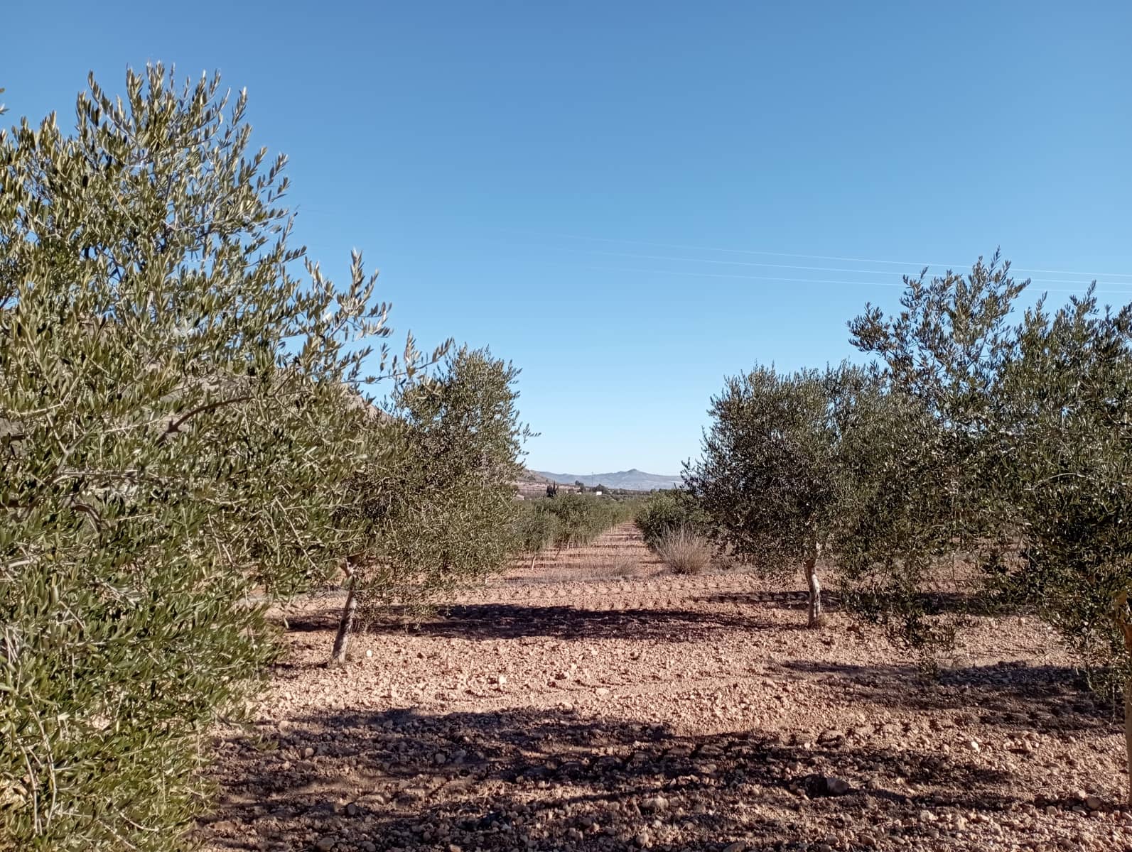 4 sypialnia Finka/Dom wiejski na sprzedaż w Yecla z garażem - 500 000 € (Ref: 8061872)