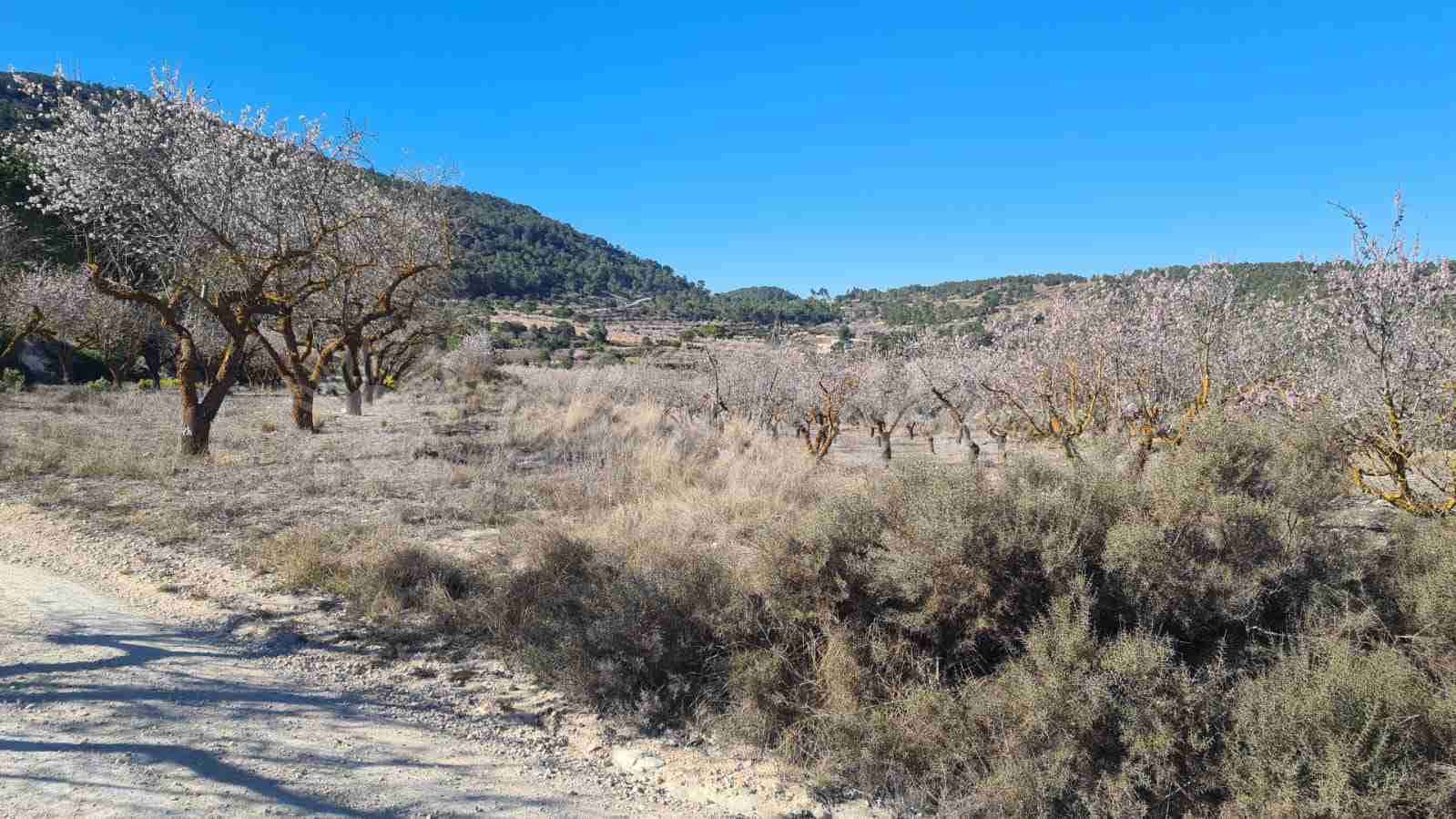 4 sypialnia Finka/Dom wiejski na sprzedaż w Biar - 198 000 € (Ref: 8141213)