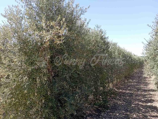 Building Plot for sale in Caudete - € 38,000 (Ref: 8312678)