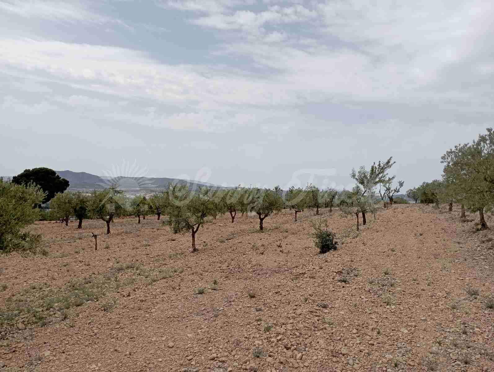 2 bedroom Finca/Country House for sale in Caudete - € 58,000 (Ref: 8406151)