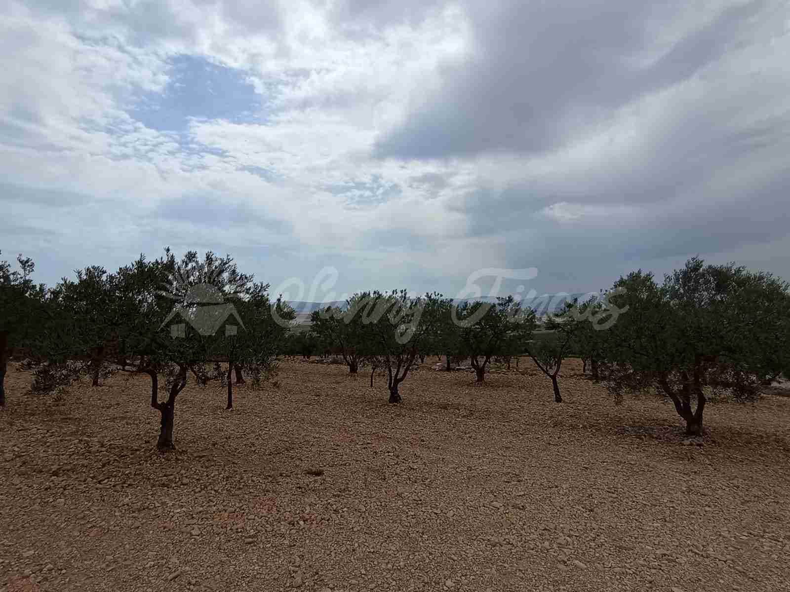 2 bedroom Finca/Country House for sale in Caudete - € 58,000 (Ref: 8406151)