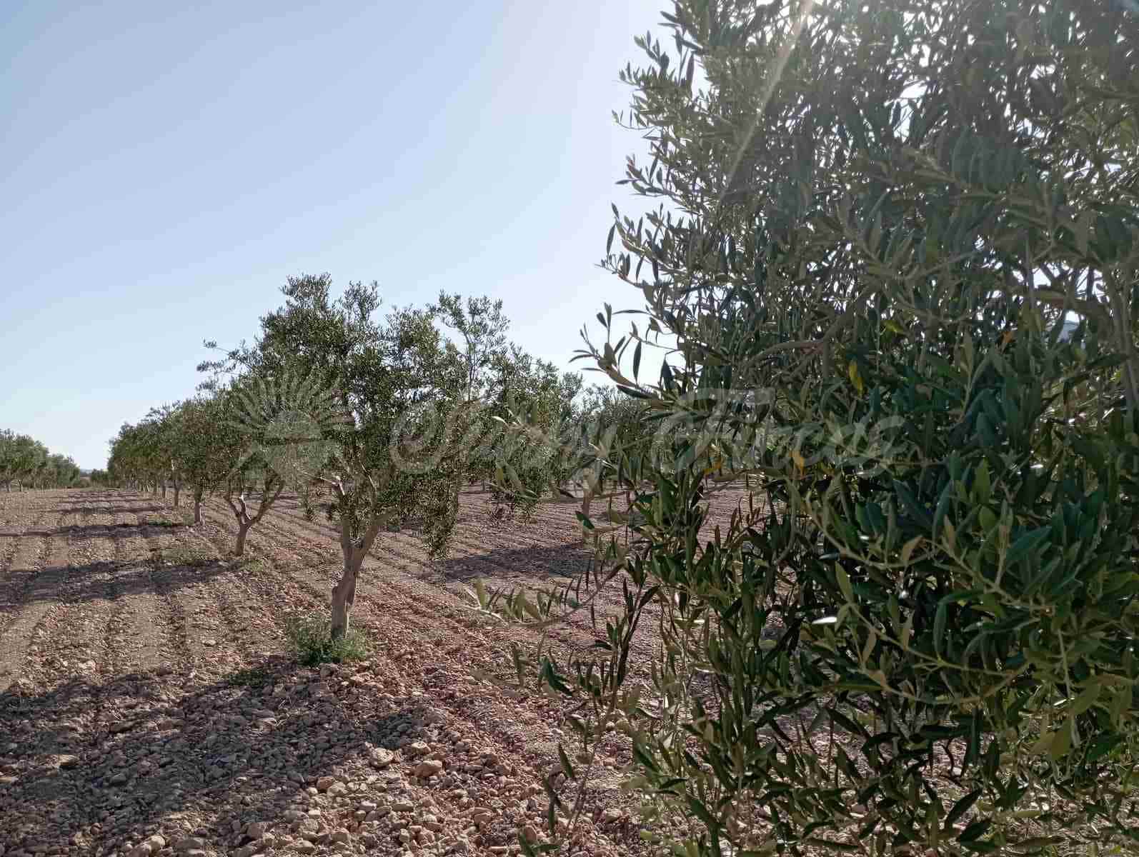 Grunde uden byggetilladelser til salg i Yecla - € 300.000 (Ref: 8499640)