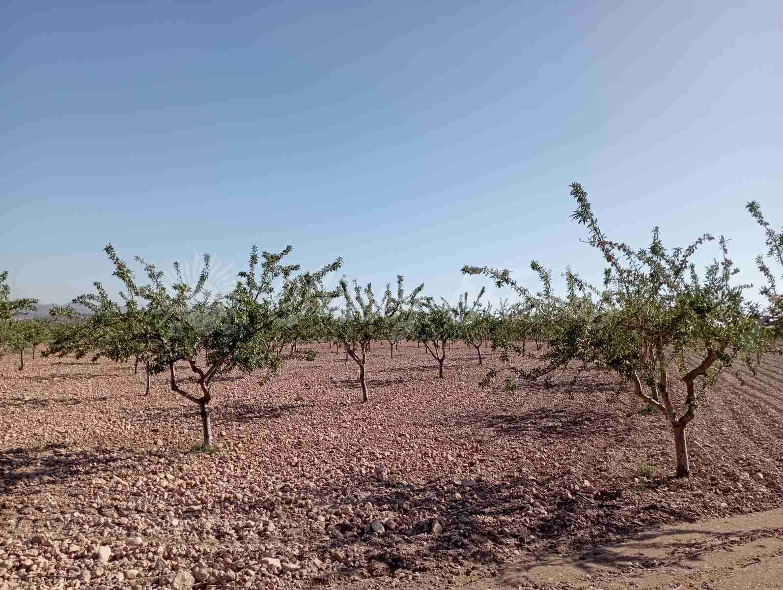 Grunde uden byggetilladelser til salg i Yecla - € 300.000 (Ref: 8499640)