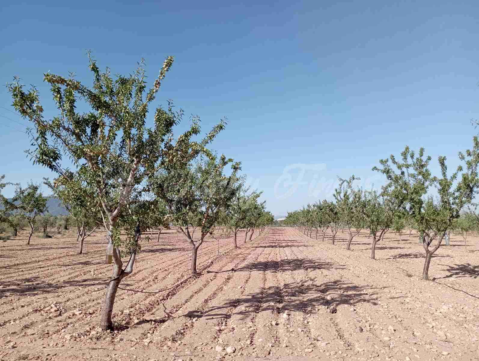 Grunde uden byggetilladelser til salg i Yecla - € 300.000 (Ref: 8499640)