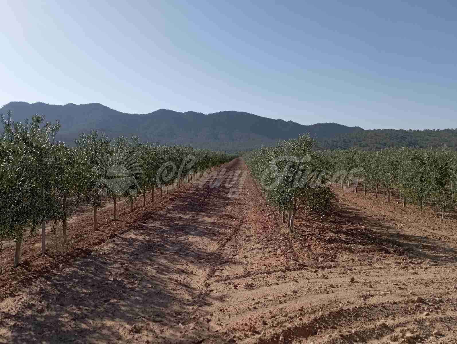 Grunde uden byggetilladelser til salg i Yecla - € 300.000 (Ref: 8499640)