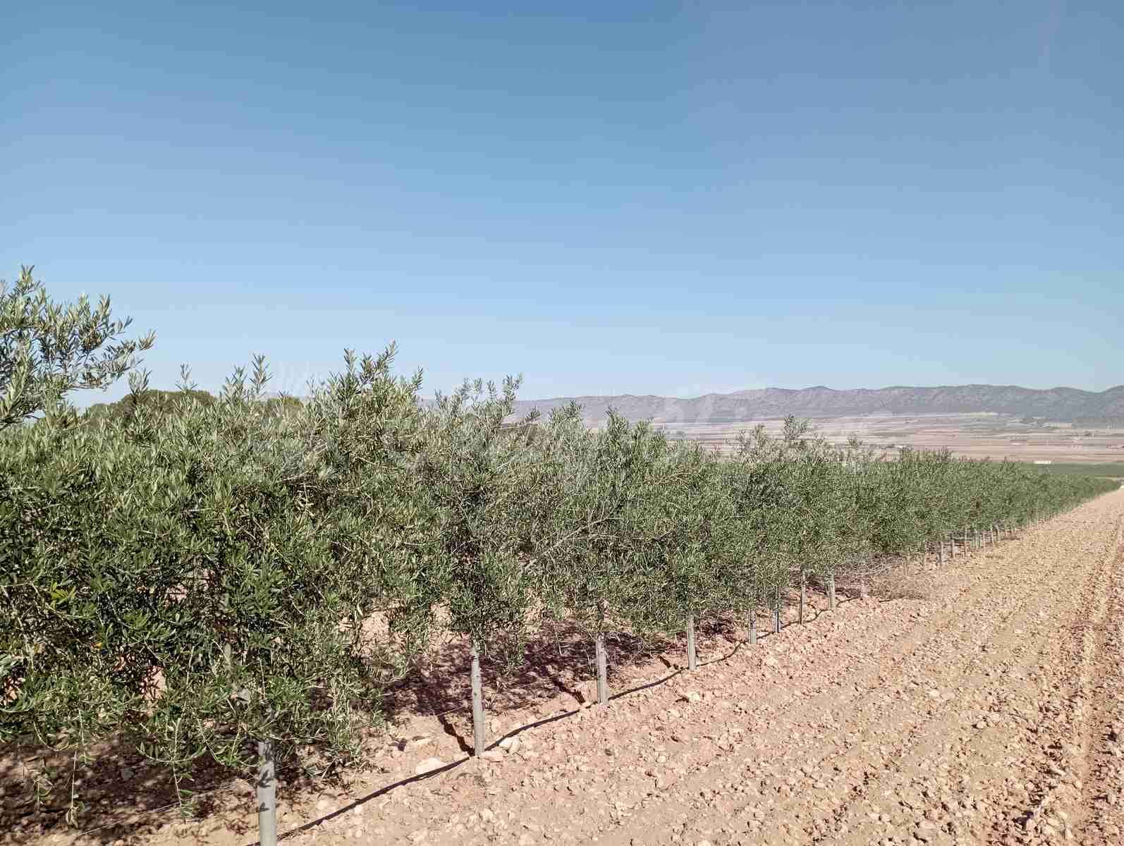 Grunde uden byggetilladelser til salg i Yecla - € 300.000 (Ref: 8499640)