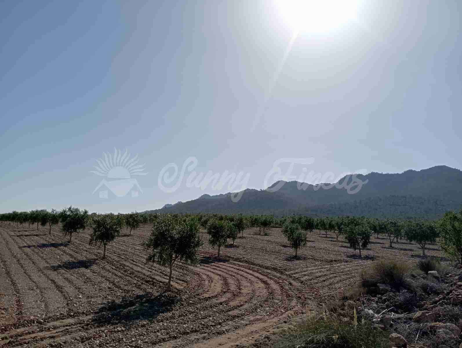 Grunde uden byggetilladelser til salg i Yecla - € 300.000 (Ref: 8499640)