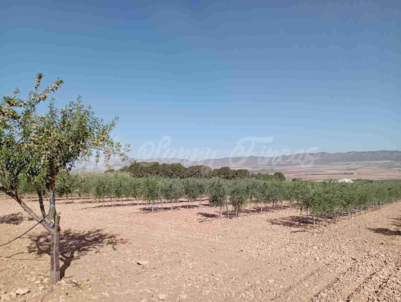 Grunde uden byggetilladelser til salg i Yecla - € 300.000 (Ref: 8499640)