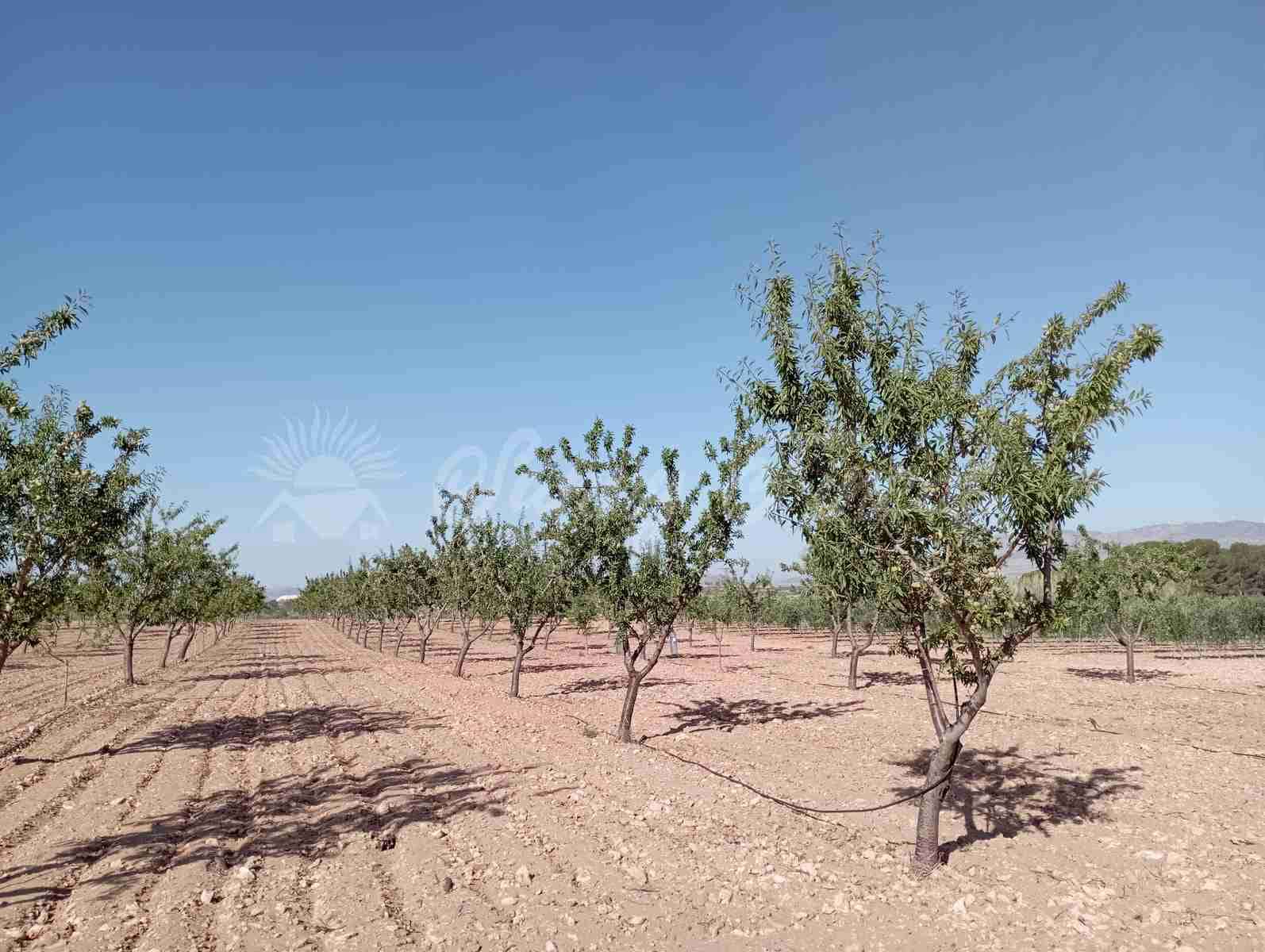 Grunde uden byggetilladelser til salg i Yecla - € 300.000 (Ref: 8499640)