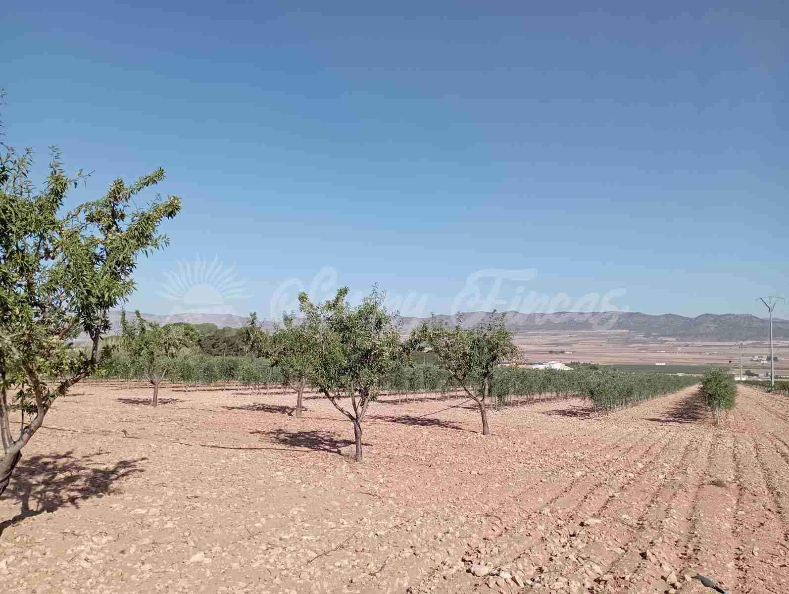 Grunde uden byggetilladelser til salg i Yecla - € 300.000 (Ref: 8499640)