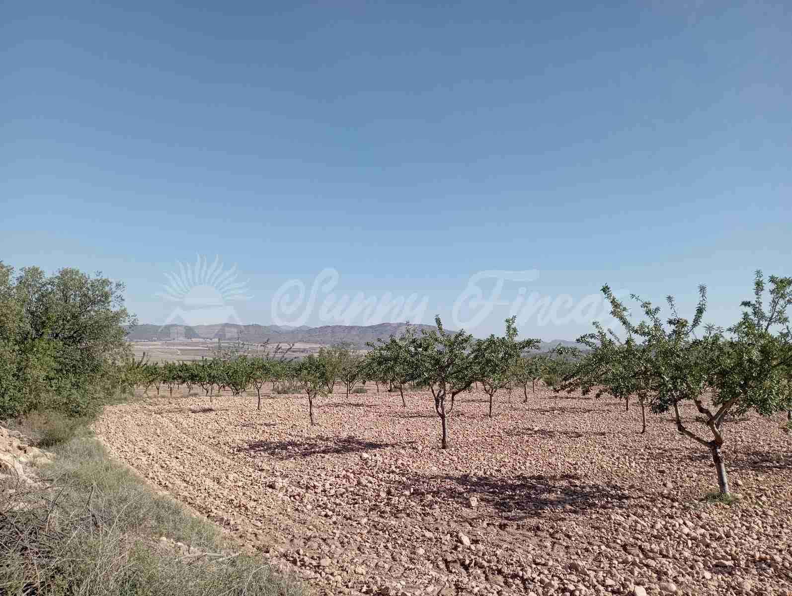 Grunde uden byggetilladelser til salg i Yecla - € 300.000 (Ref: 8499640)