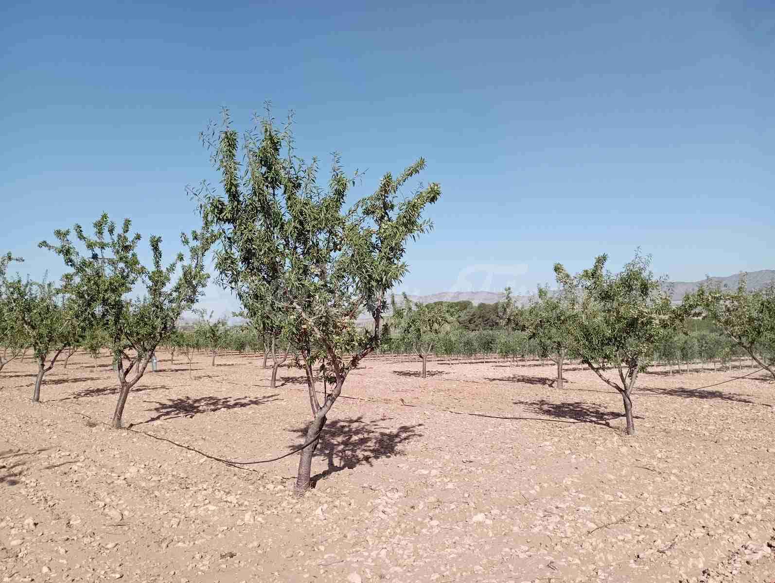 Grunde uden byggetilladelser til salg i Yecla - € 300.000 (Ref: 8499640)