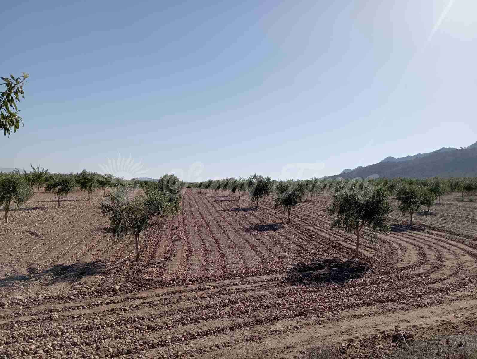 Grunde uden byggetilladelser til salg i Yecla - € 300.000 (Ref: 8499640)