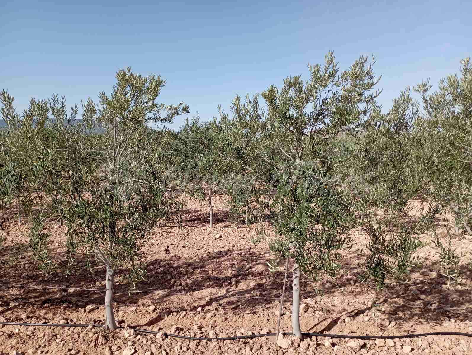 Grunde uden byggetilladelser til salg i Yecla - € 300.000 (Ref: 8499640)