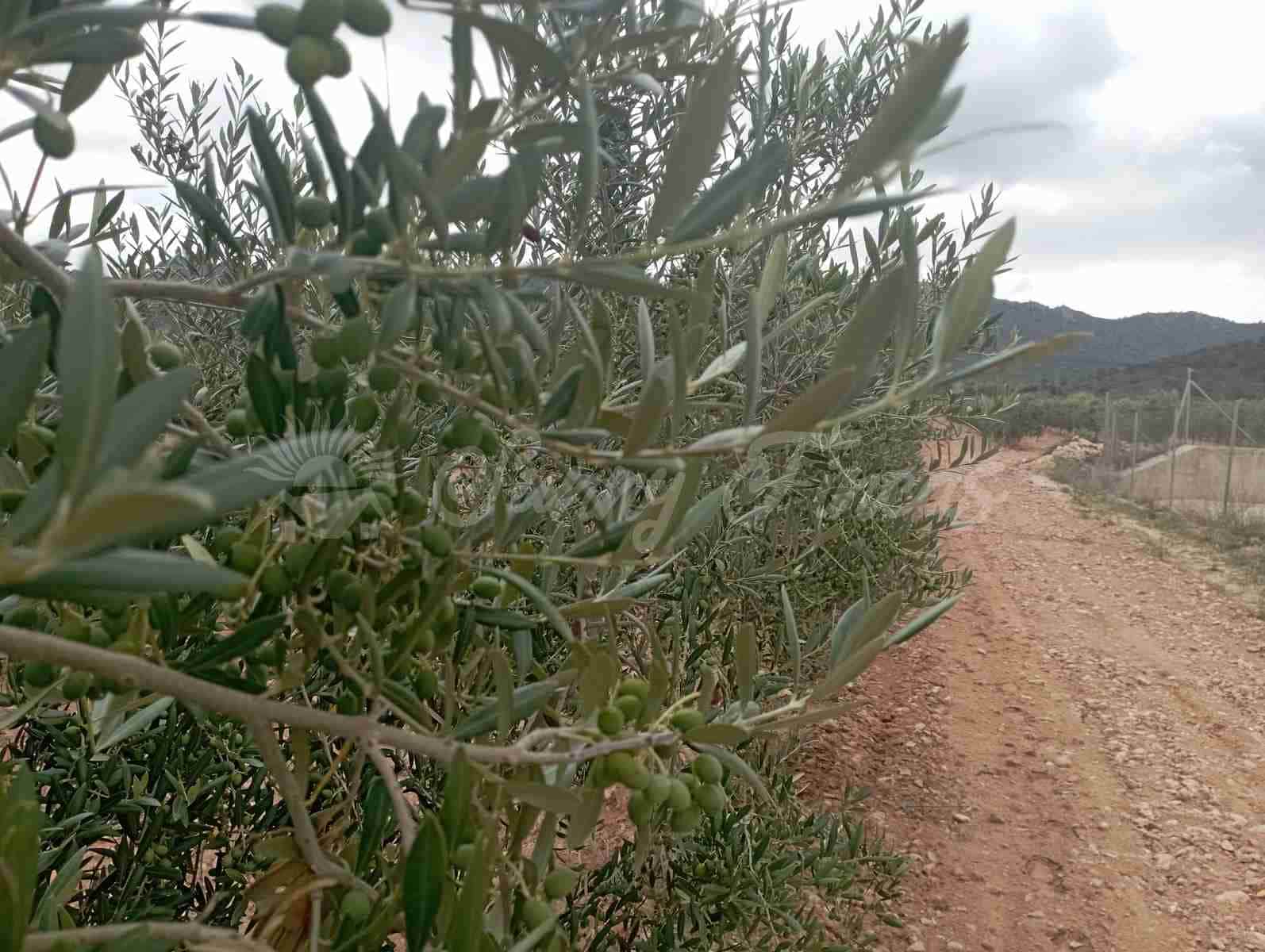 Grunde uden byggetilladelser til salg i Yecla - € 300.000 (Ref: 8499640)