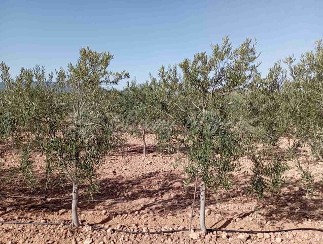 Mark till salu i Yecla - 300 000 € (Ref: 8499640)