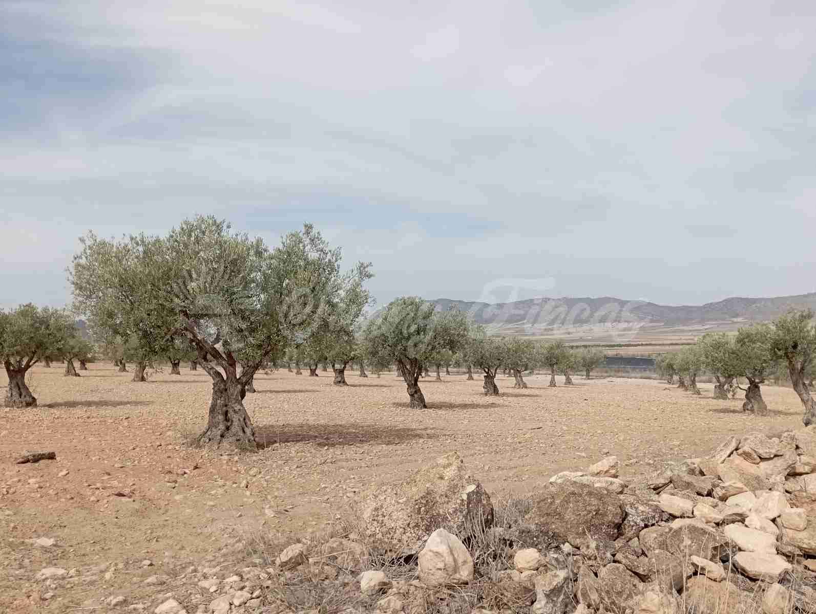 Grond te koop in Yecla - € 350.000 (Ref: 8524348)