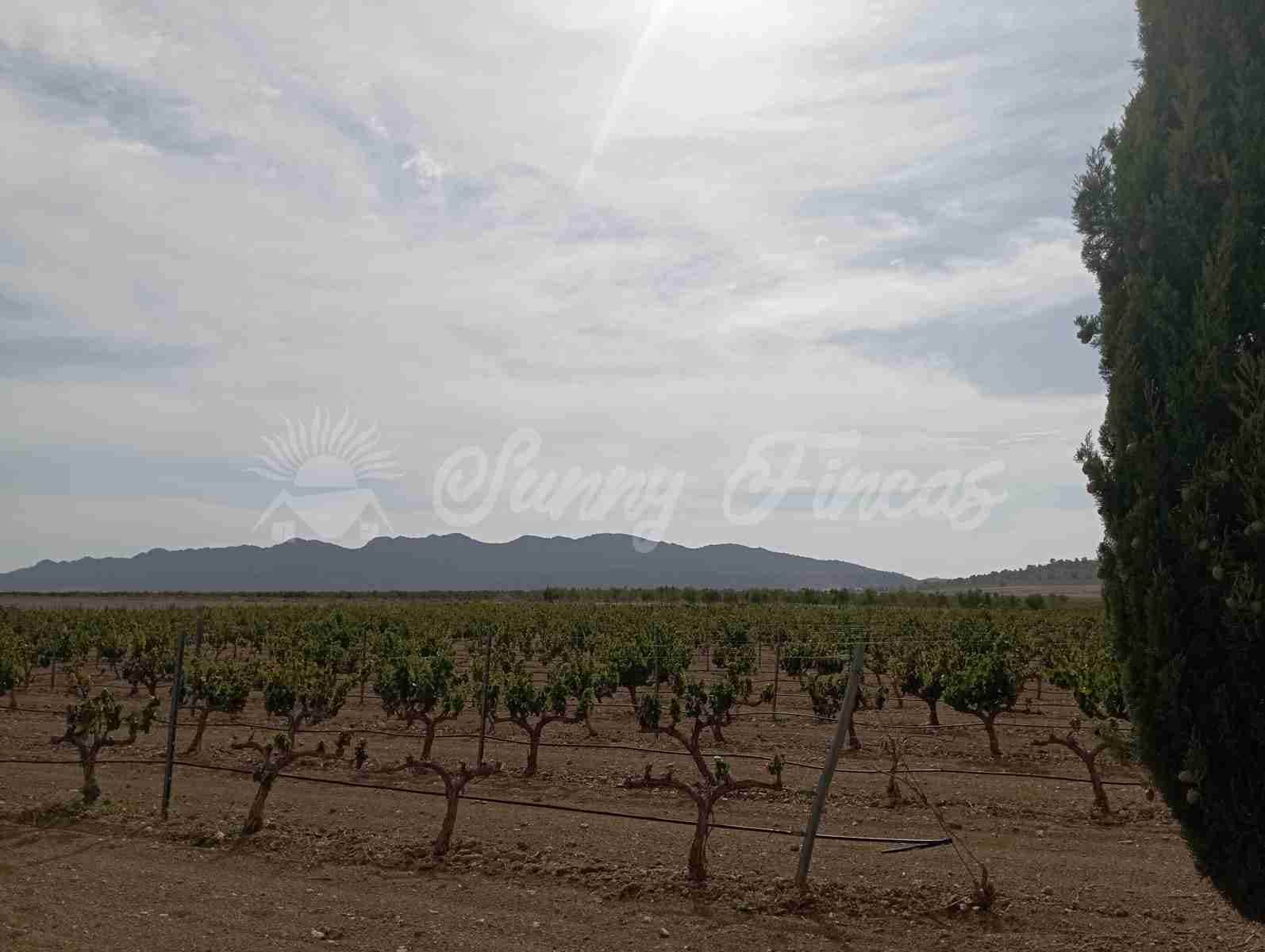 Grond te koop in Yecla - € 350.000 (Ref: 8524348)