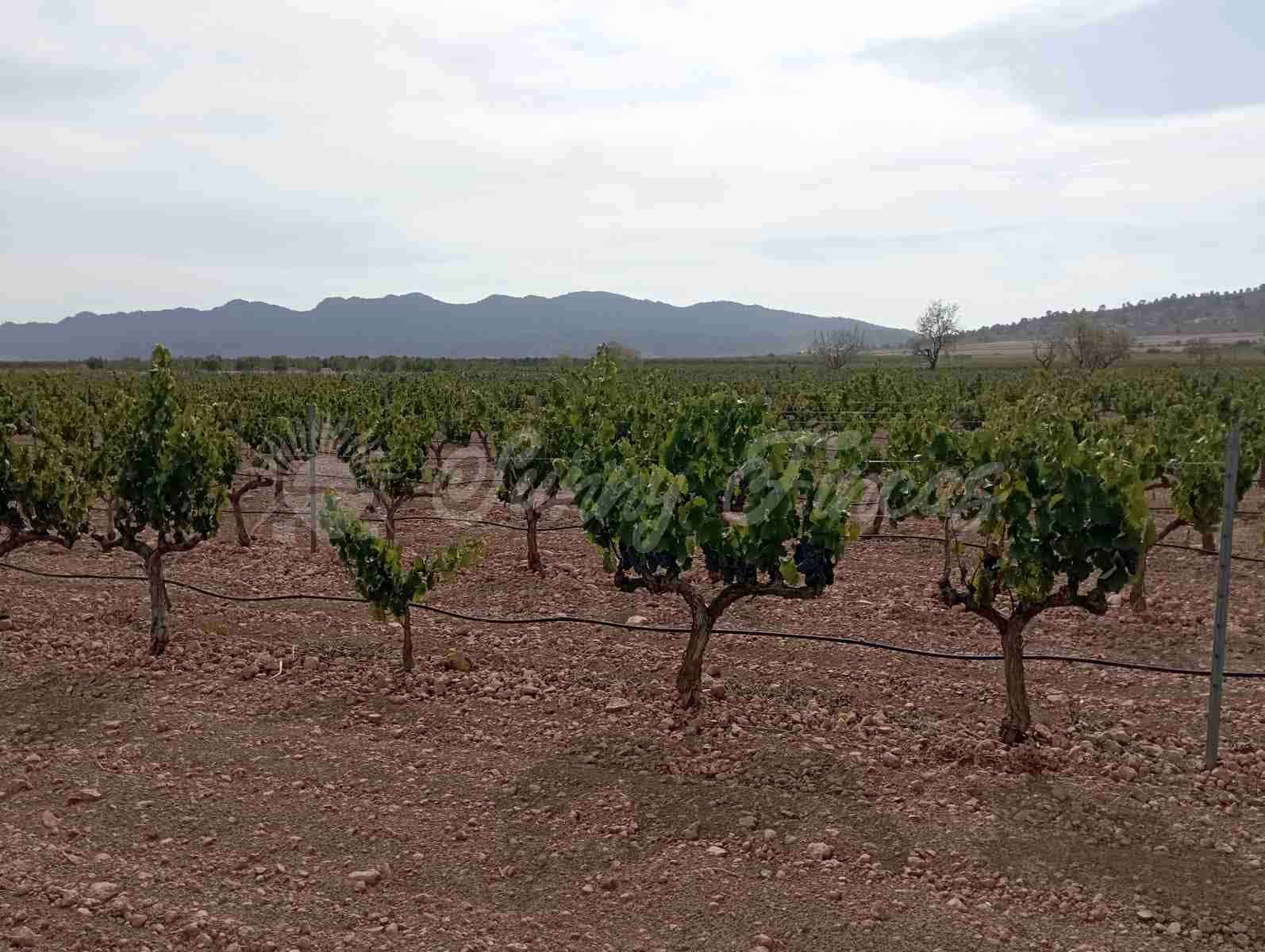 Grond te koop in Yecla - € 350.000 (Ref: 8524348)