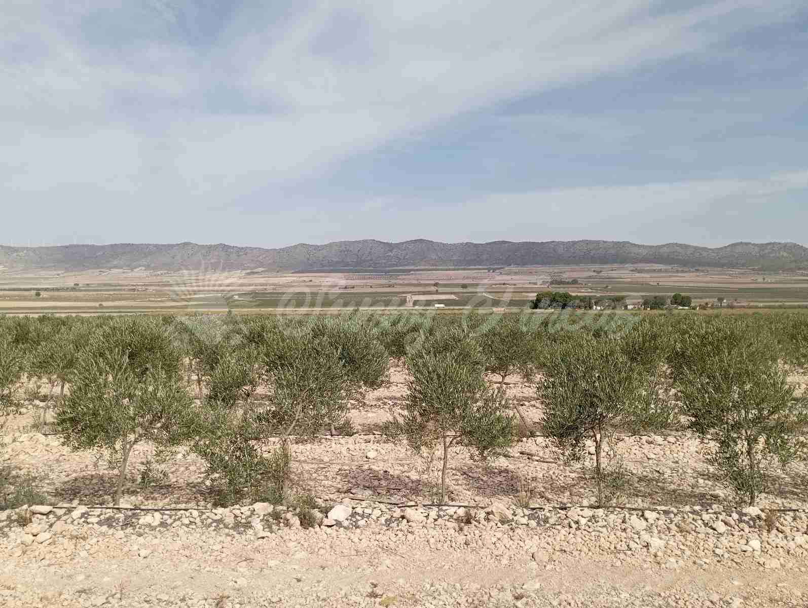 Grond te koop in Yecla - € 350.000 (Ref: 8524348)