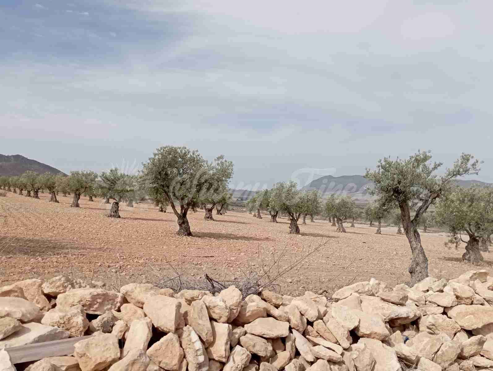 Grond te koop in Yecla - € 350.000 (Ref: 8524348)