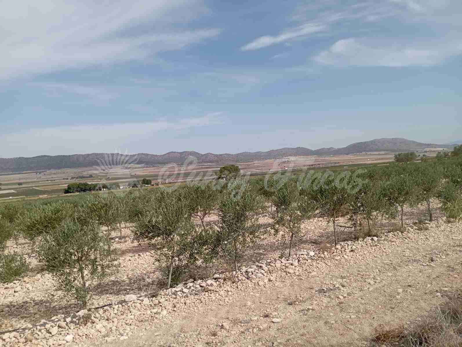 Grond te koop in Yecla - € 350.000 (Ref: 8524348)