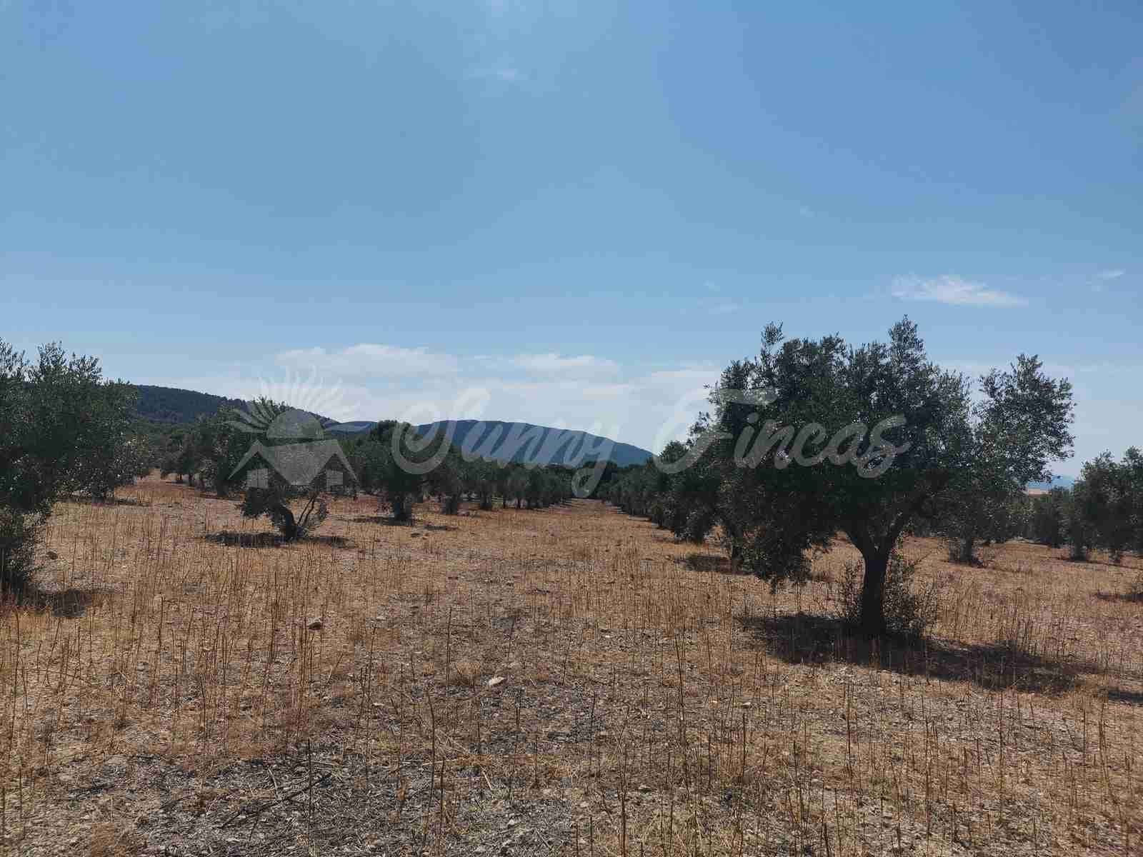 Byggegrund til salg i Biar - € 27.500 (Ref: 8524792)