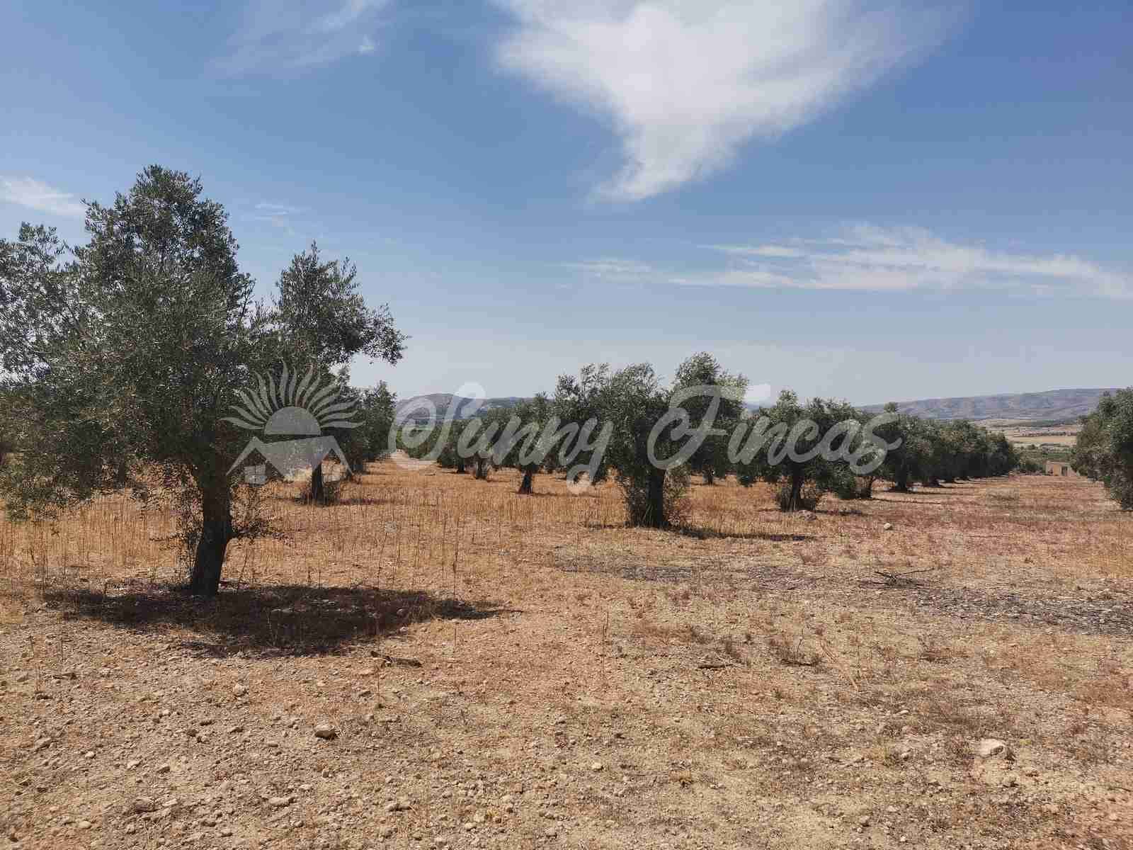 Byggegrund til salg i Biar - € 27.500 (Ref: 8524792)