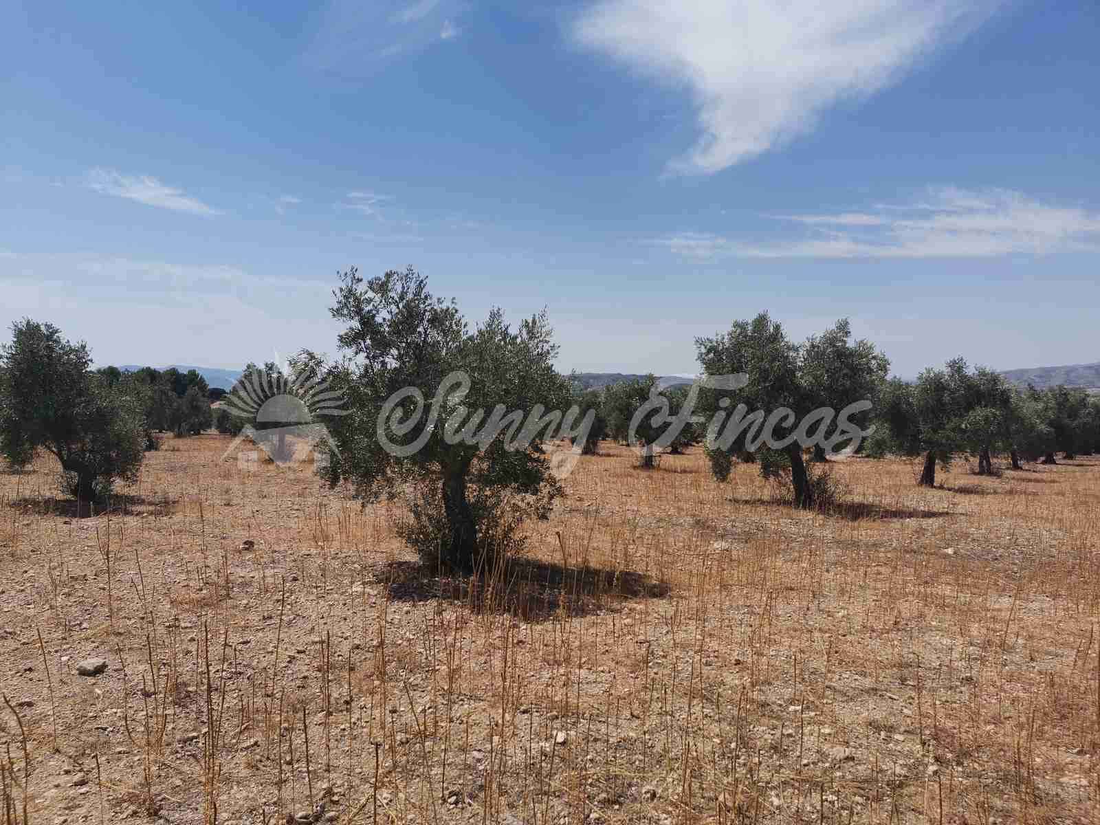 Byggegrund til salg i Biar - € 27.500 (Ref: 8524792)