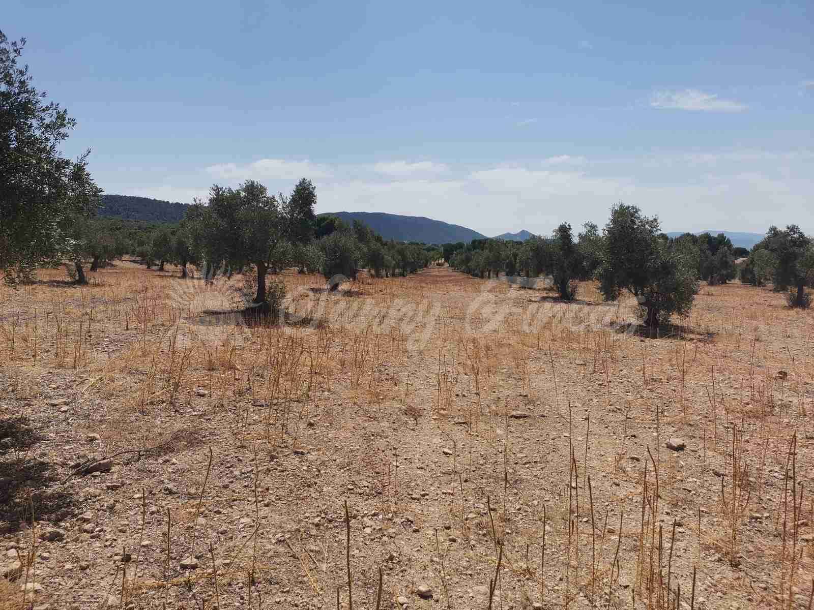 Byggegrund til salg i Biar - € 27.500 (Ref: 8524792)