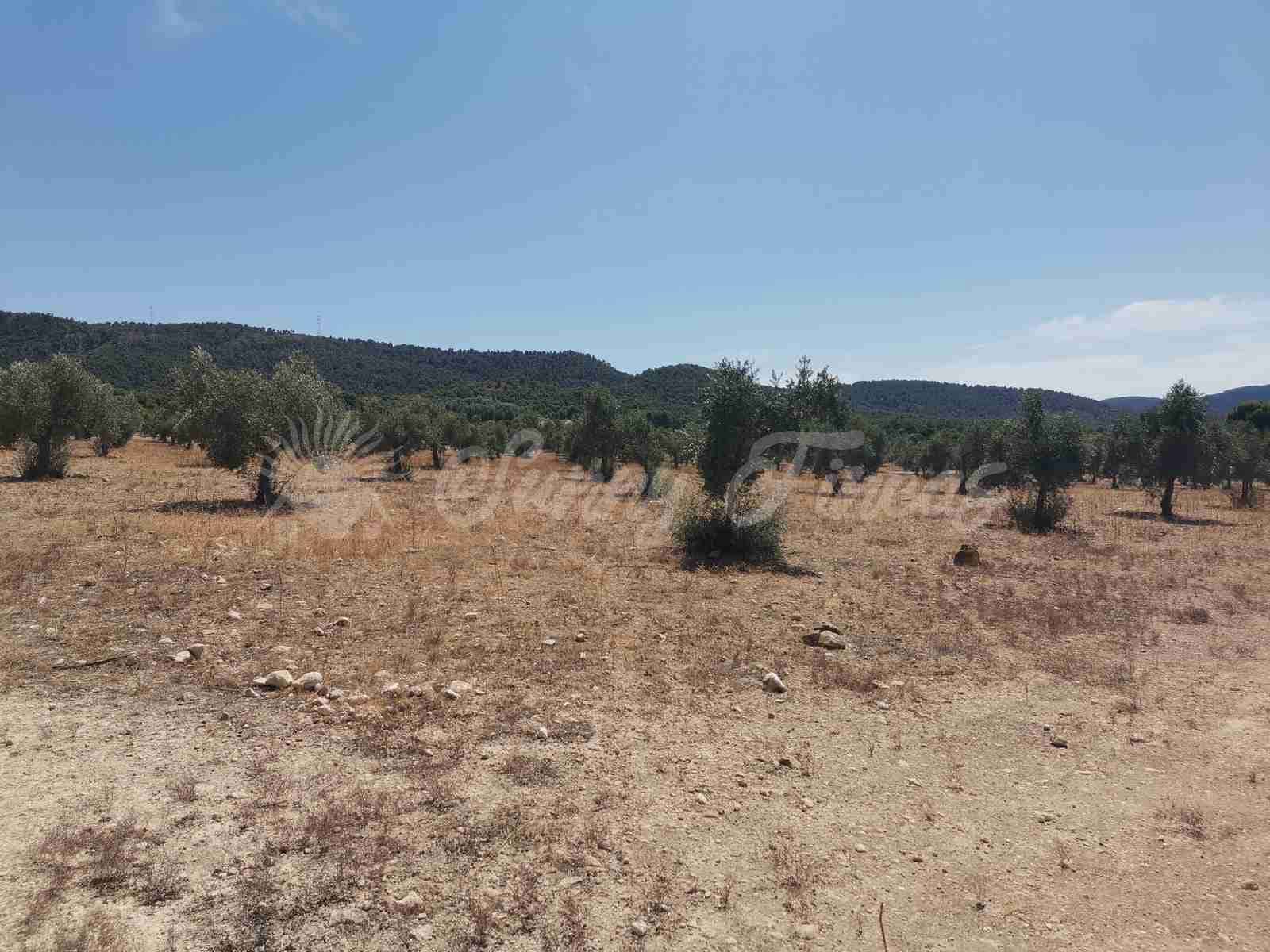 Bouwgrond te koop in Biar - € 27.500 (Ref: 8524793)