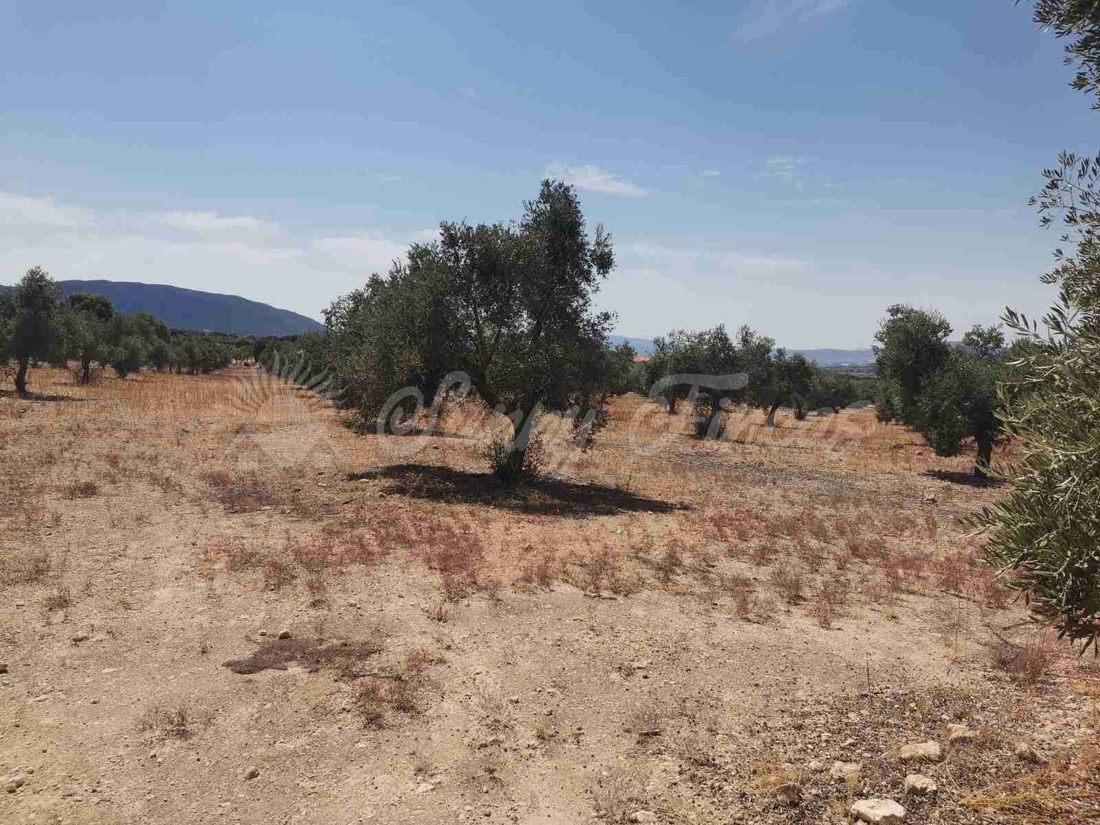 Bouwgrond te koop in Biar - € 27.500 (Ref: 8524793)