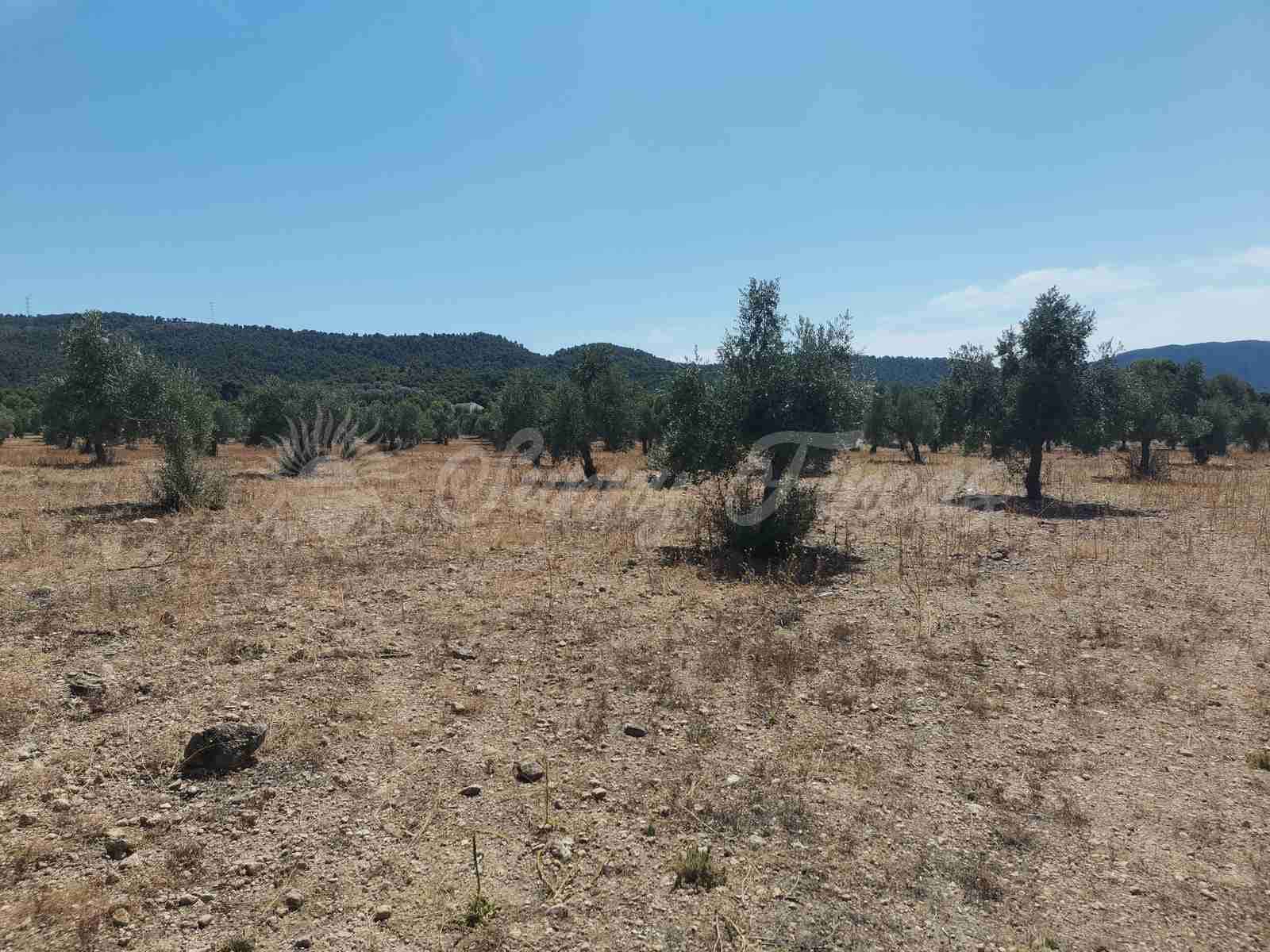 Bouwgrond te koop in Biar - € 27.500 (Ref: 8524793)