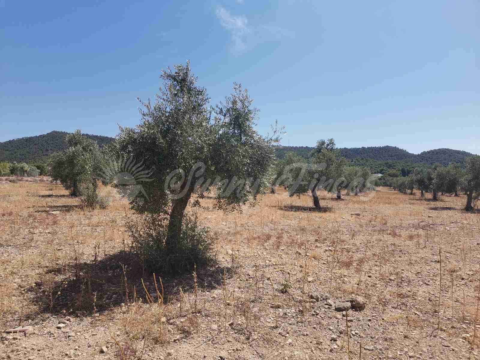 Bouwgrond te koop in Biar - € 27.500 (Ref: 8524793)