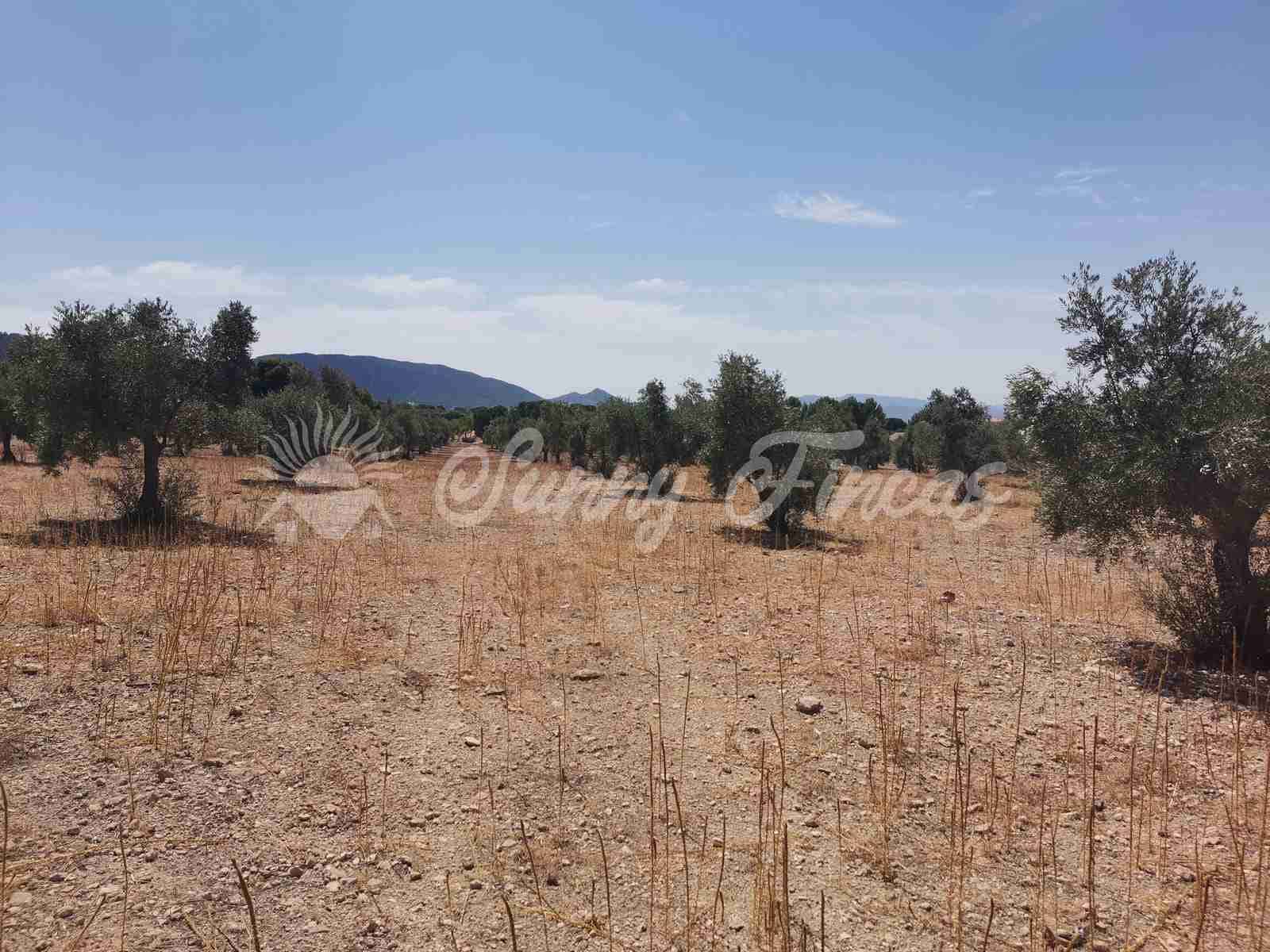 Bouwgrond te koop in Biar - € 27.500 (Ref: 8524793)