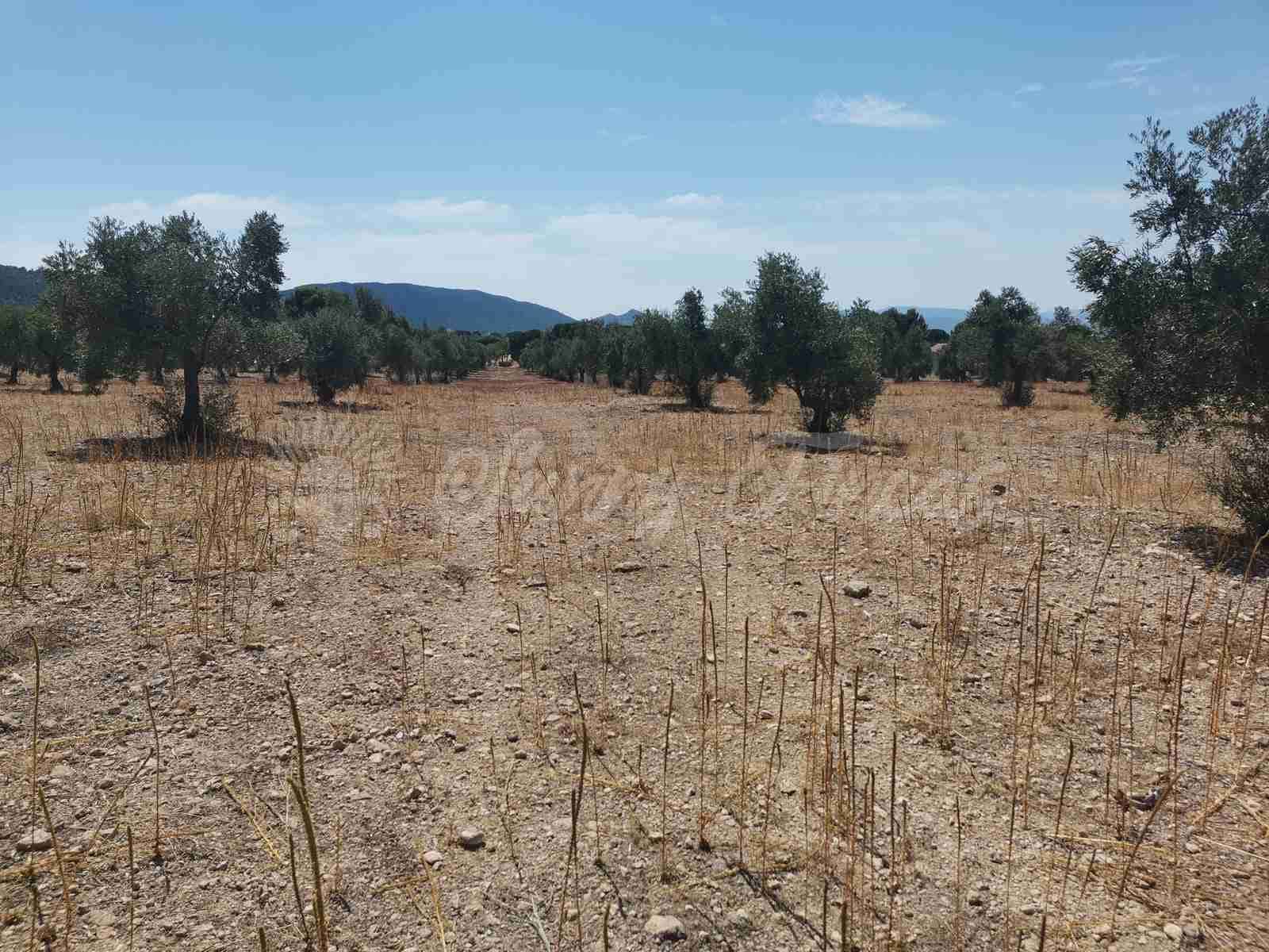 Bouwgrond te koop in Biar - € 27.500 (Ref: 8524793)