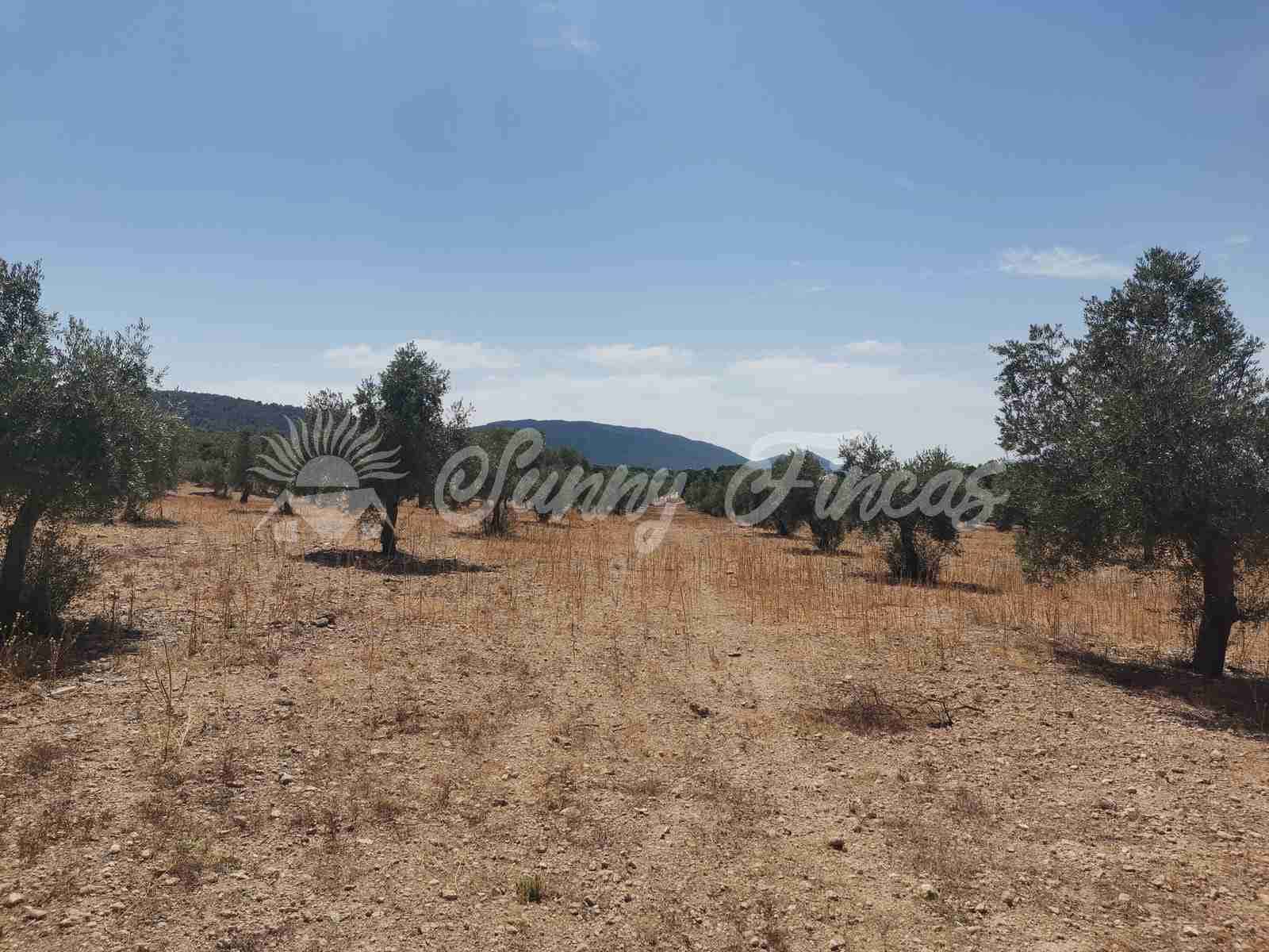 Bouwgrond te koop in Biar - € 27.500 (Ref: 8524793)