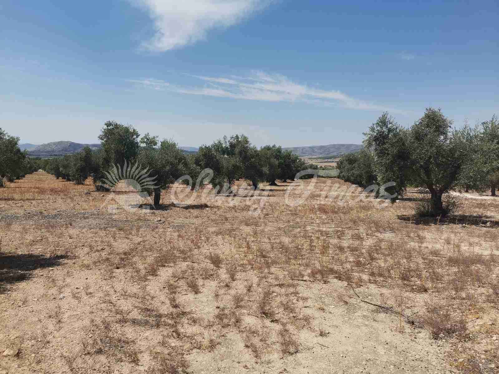 Bouwgrond te koop in Biar - € 27.500 (Ref: 8524793)