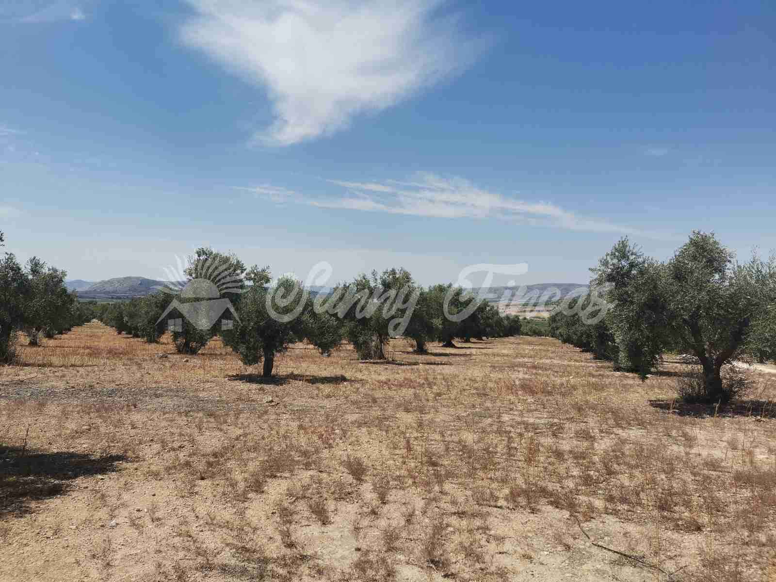 Bouwgrond te koop in Biar - € 27.500 (Ref: 8524793)