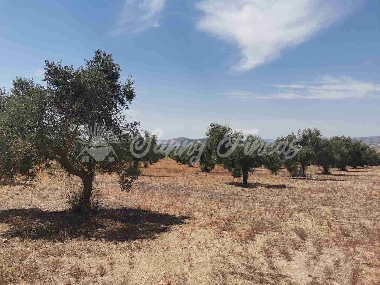 Bouwgrond te koop in Biar - € 27.500 (Ref: 8524793)