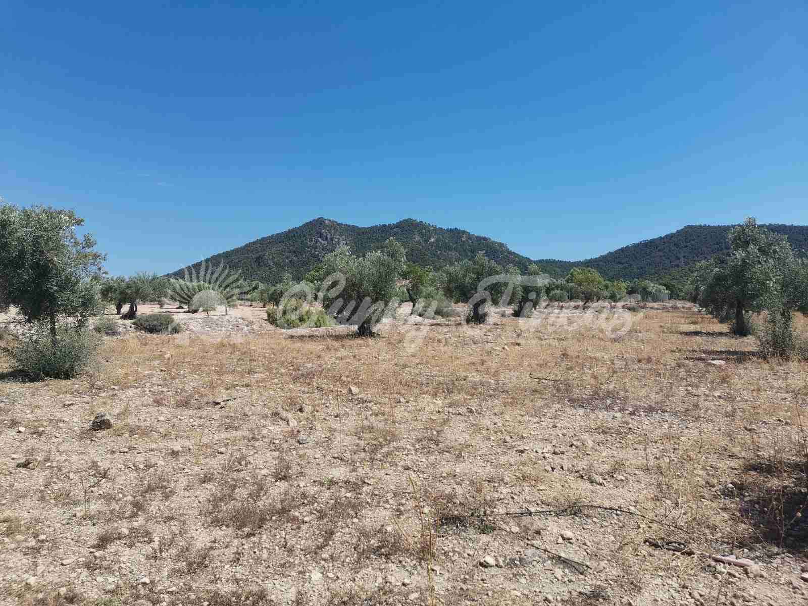 Bouwgrond te koop in Biar - € 27.500 (Ref: 8524793)