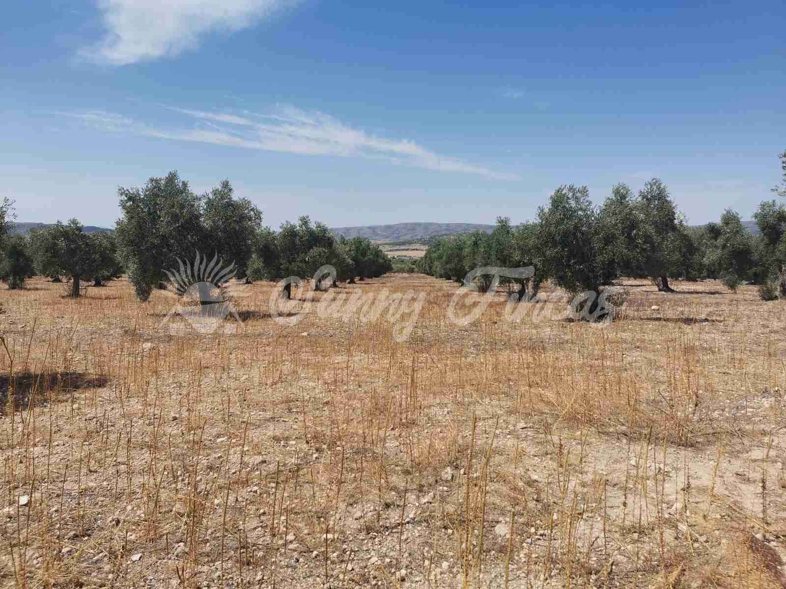 Bouwgrond te koop in Biar - € 27.500 (Ref: 8524793)