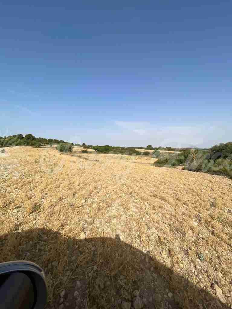 5 soveværelse Finca/Landehus til salg i Almansa - € 560.000 (Ref: 8586659)