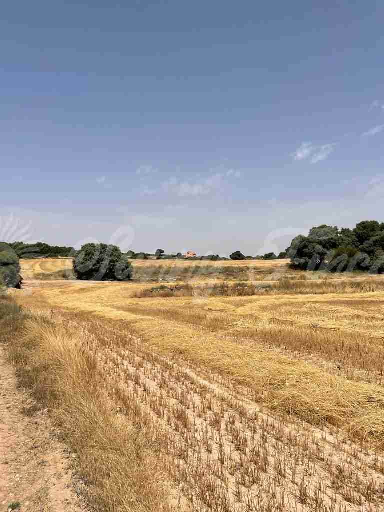 5 soveværelse Finca/Landehus til salg i Almansa - € 560.000 (Ref: 8586659)