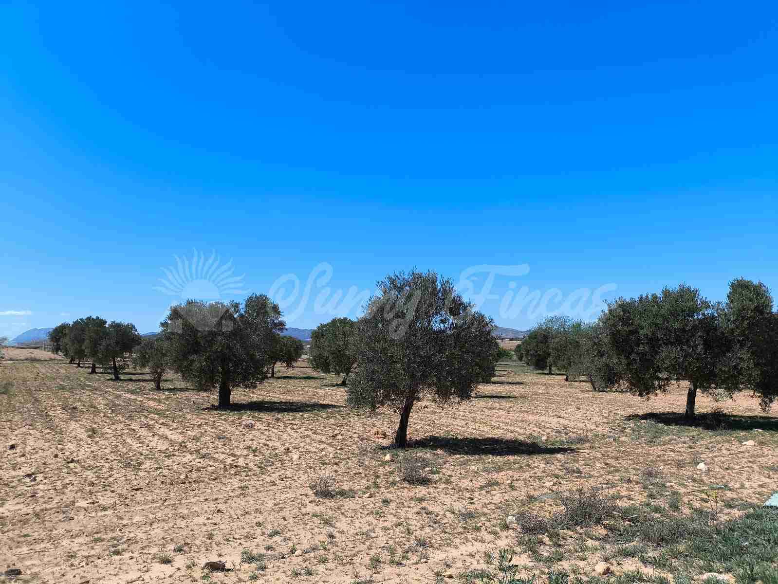 Byggegrund til salg i Yecla - € 26.500 (Ref: 8953518)