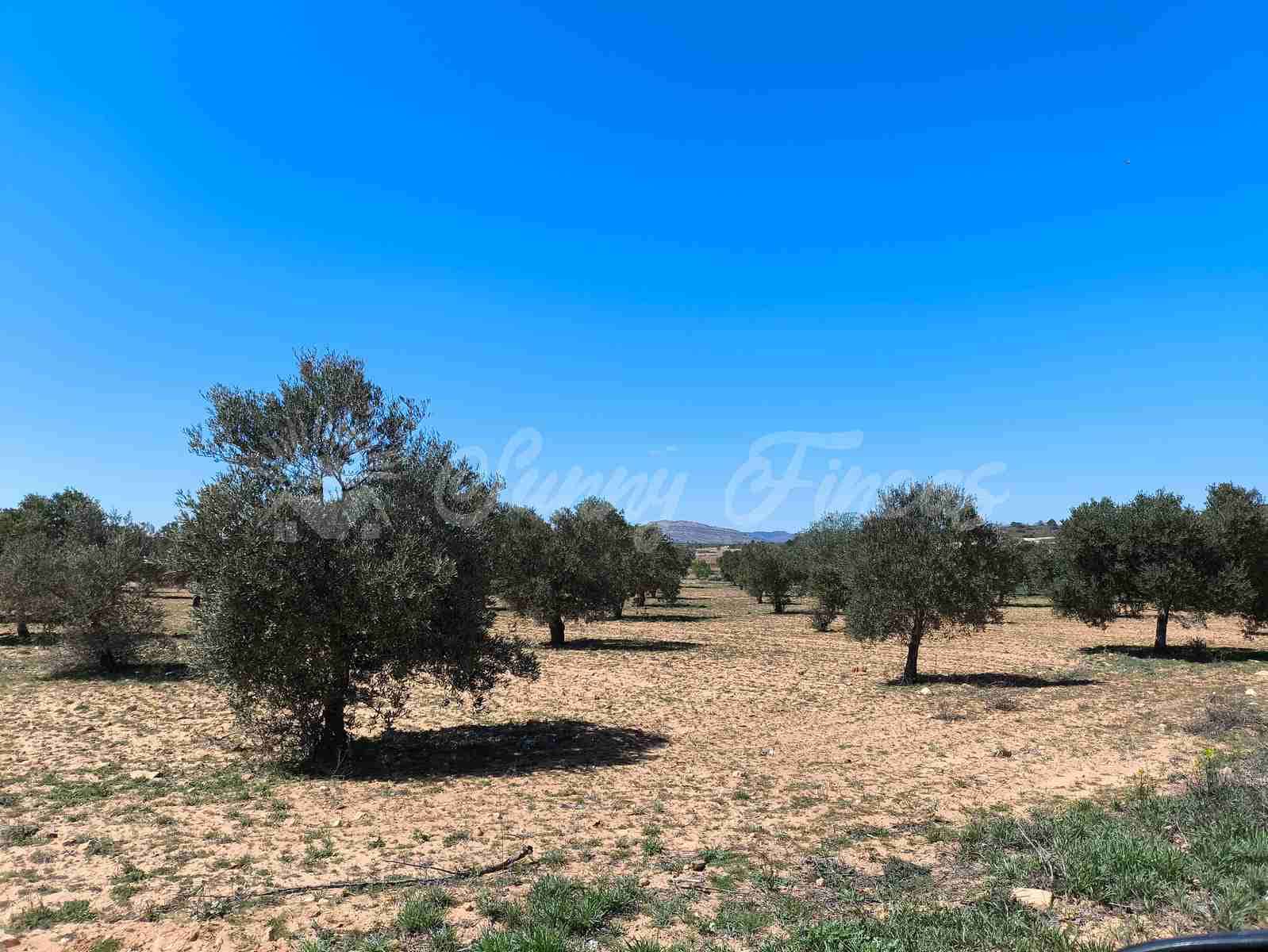 Byggegrund til salg i Yecla - € 26.500 (Ref: 8953518)