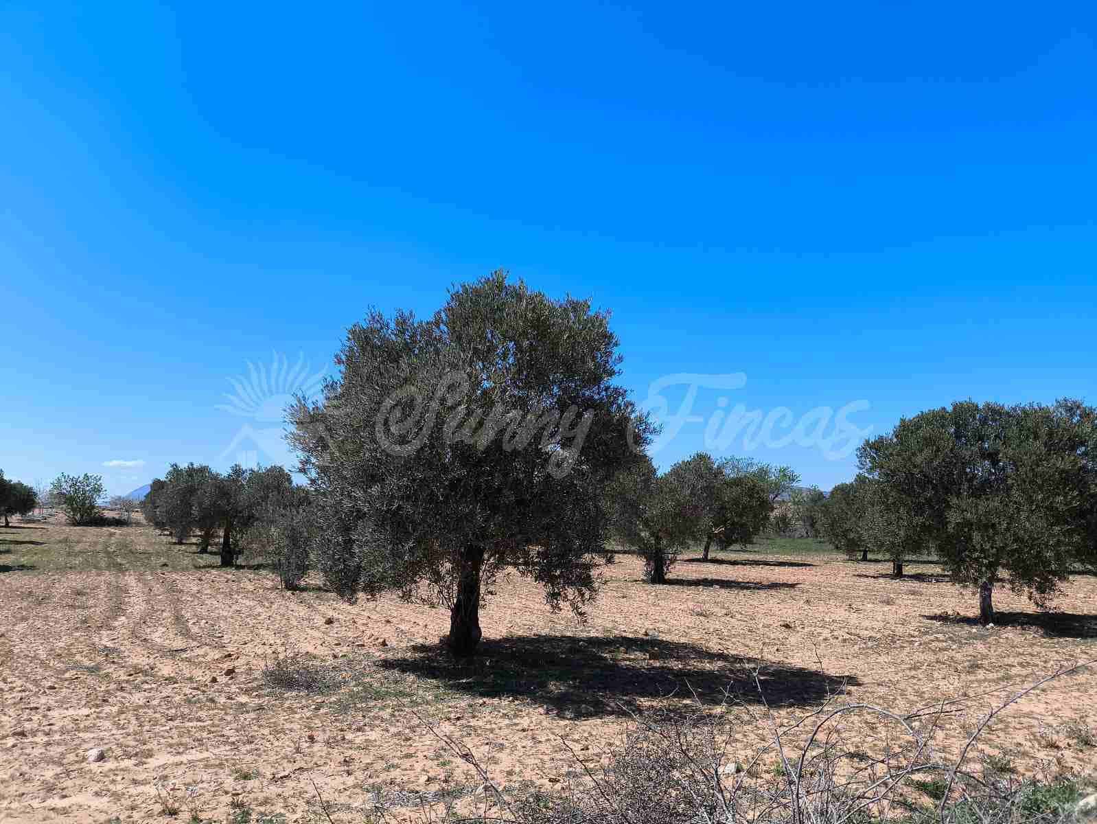 Byggegrund til salg i Yecla - € 26.500 (Ref: 8953518)