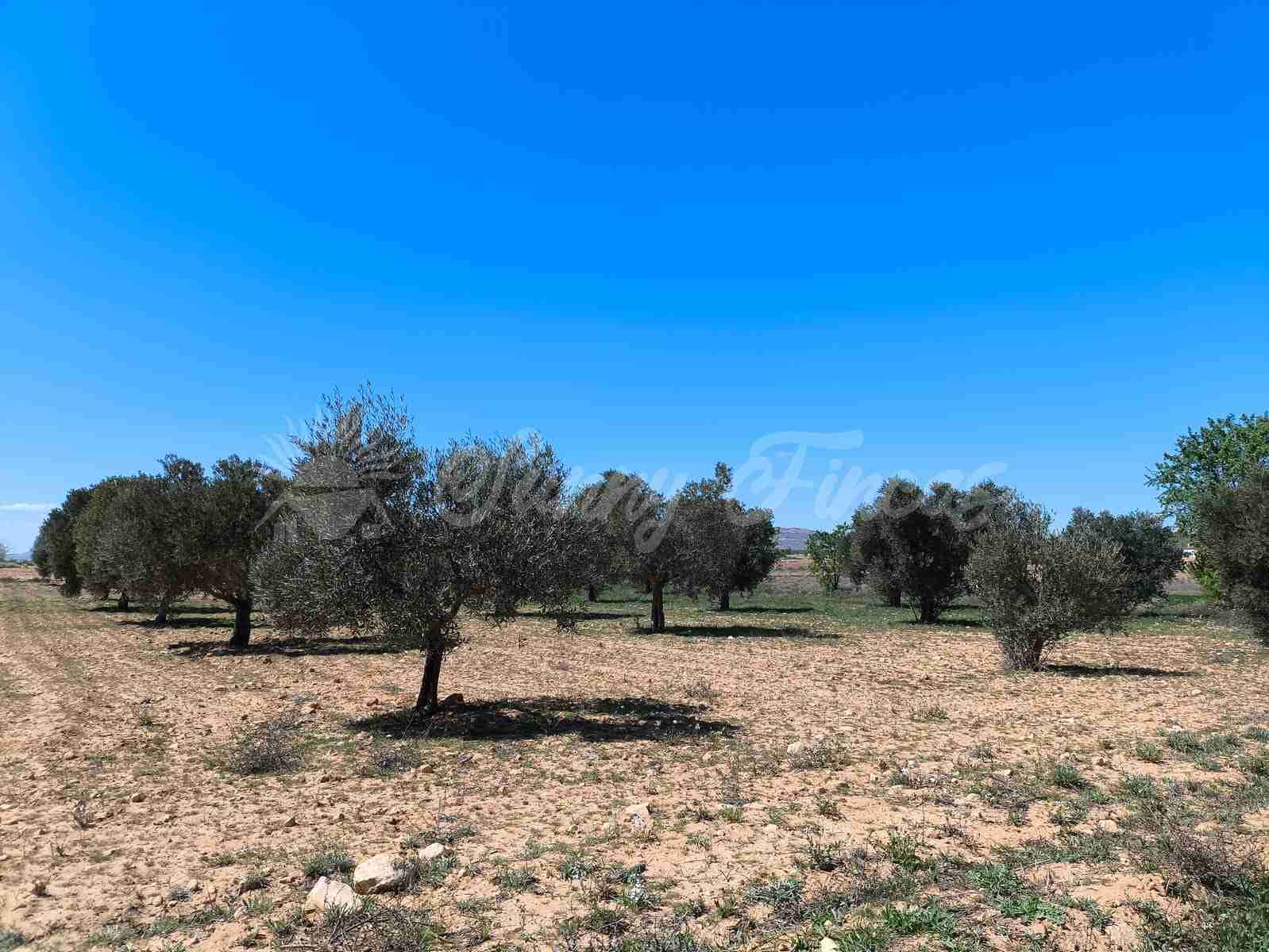 Byggegrund til salg i Yecla - € 26.500 (Ref: 8953518)