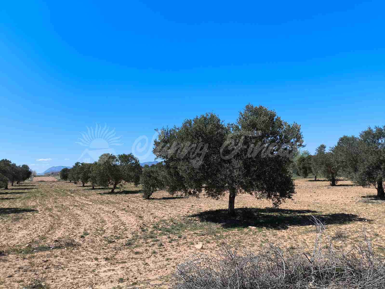 Byggegrund til salg i Yecla - € 26.500 (Ref: 8953518)