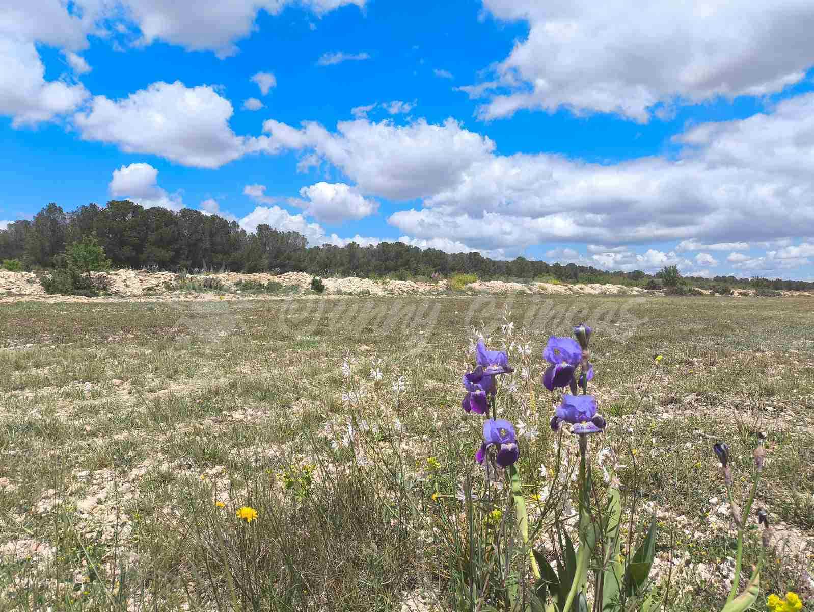 2 bedroom Finca/Country House for sale in Yecla with pool garage - € 250,000 (Ref: 8954851)